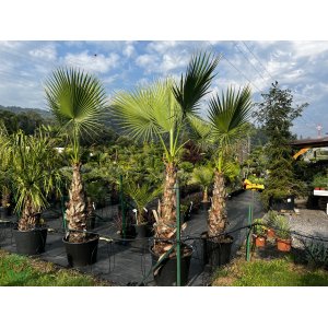 Palma vláknitá (Washingtonia filifera) – výška kmeňa 100-130 cm, celková výška 250-300 cm, kont. C40/50L (-4°C)