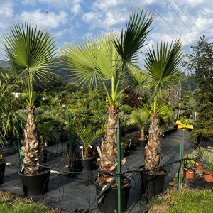 Palma vláknitá (Washingtonia filifera) – výška kmeňa 100-130 cm, celková výška 250-300 cm, kont. C40/50L (-4°C)