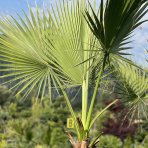 Palma vláknitá (Washingtonia filifera) – výška kmeňa 100-130 cm, celková výška 250-300 cm, kont. C40/50L (-4°C)