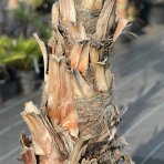 Palma vláknitá (Washingtonia filifera) – výška kmeňa 100-130 cm, celková výška 250-300 cm, kont. C40/50L (-4°C)