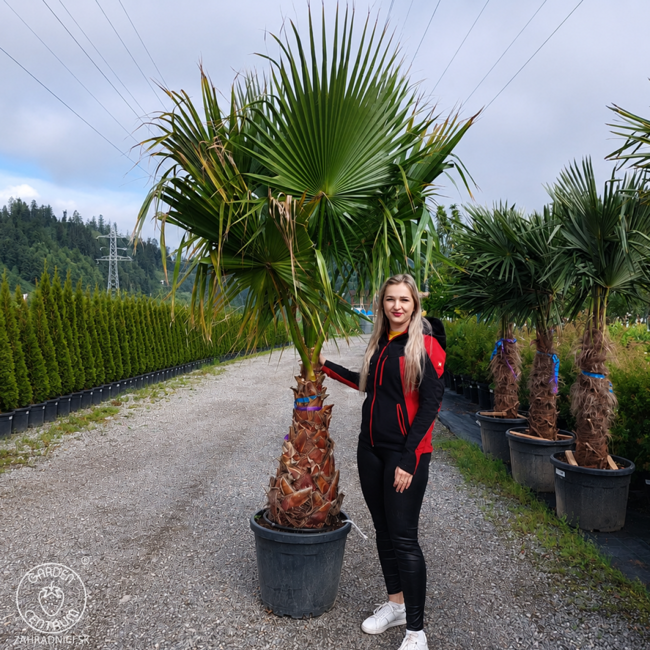 Obrázok Mexická palma (Washingtonia robusta) – výška 220-240 cm, výška kmeňa 80-90 cm, kont. C70L (-4°C)