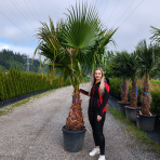 Mexická palma (Washingtonia robusta) – výška 220-240 cm, výška kmeňa 80-90 cm, kont. C70L (-4°C)