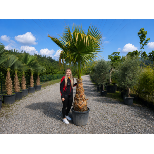 Mexická palma (Washingtonia robusta) – výška 220-240 cm, výška kmeňa 80-90 cm, kont. C70L (-4°C)