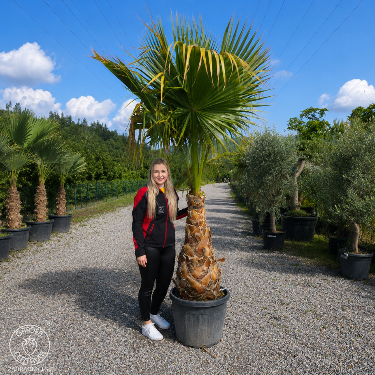 Obrázok Mexická palma (Washingtonia robusta) – výška 220-240 cm, výška kmeňa 80-90 cm, kont. C70L (-4°C)