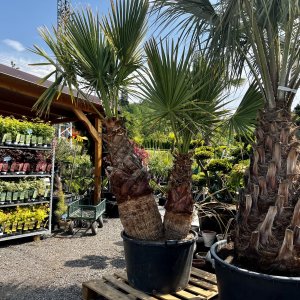 Palma vláknitá (Washingtonia filifera) – výška kmeňov 90/120 cm, celková výška 250 cm, kont. C160L (-4°C) - DVOJIČKY