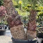 Palma vláknitá (Washingtonia filifera) – výška kmeňov 90/120 cm, celková výška 250 cm, kont. C160L (-4°C) - DVOJIČKY