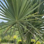 Palma vláknitá (Washingtonia filifera) – výška kmeňov 90/120 cm, celková výška 250 cm, kont. C160L (-4°C) - DVOJIČKY