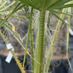 Palma vláknitá (Washingtonia filifera) – výška kmeňa: 30-40 cm, celková výška: 80-110 cm, kont. C35L (-4°C) 