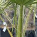 Palma vláknitá (Washingtonia filifera) – výška kmeňa 25-30 cm, celková výška 130-140 cm, kont. C35L (-4°C) 
