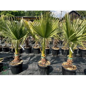 Palma vláknitá (Washingtonia filifera) – výška kmeňa: 30-40 cm, celková výška: 80-110 cm, kont. C35L (-4°C) 