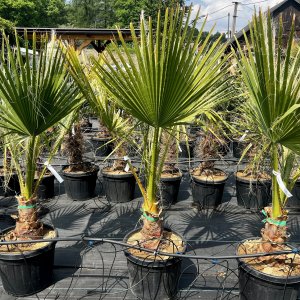 Palma vláknitá (Washingtonia filifera) – výška kmeňa 25-30 cm, celková výška 130-140 cm, kont. C35L (-4°C) 