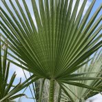 Palma vláknitá (Washingtonia filifera) – výška kmeňa: 30-40 cm, celková výška: 80-110 cm, kont. C35L (-4°C) 