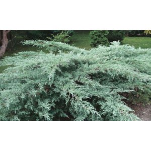 Borievka rozprestretá (Juniperus horizontalis) ´WILTONII´, priemer rastliny: 30+ cm, C2L/C3L