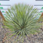 Yucca Rostrata , výška: 50-70 cm, výška kmeňa: 15-20 cm, kont. C25L (-22°C) 