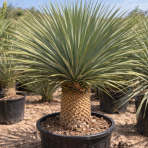 Juka (Yucca Rostrata) - výška 80-100 cm, výška kmeňa: 20-30 cm (-22°C)