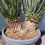 Juka (Yucca Rostrata) - výška 90-100 cm, kont. C45L (-22°C)