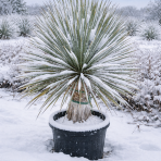 Juka (Yucca Rostrata) - výška 80-100 cm, výška kmeňa: 20-30 cm (-22°C)