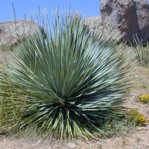 Yucca Rostrata , výška: 30-50 cm,kont. C5L (-22°C)