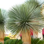 Juka (Yucca Rostrata) - výška 80-100 cm, výška kmeňa: 20-30 cm (-22°C)
