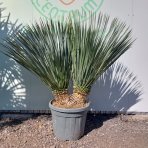Juka (Yucca Rostrata) - výška 90-100 cm, kont. C45L (-22°C)