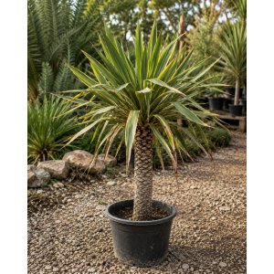 Juka stromová (Yucca aloifolia) ´VARIEGATA´ - výška 20-30 cm, kont. C1L