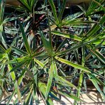 Juka stromová (Yucca aloifolia) ´VARIEGATA´ - výška 20-30 cm, kont. C1L