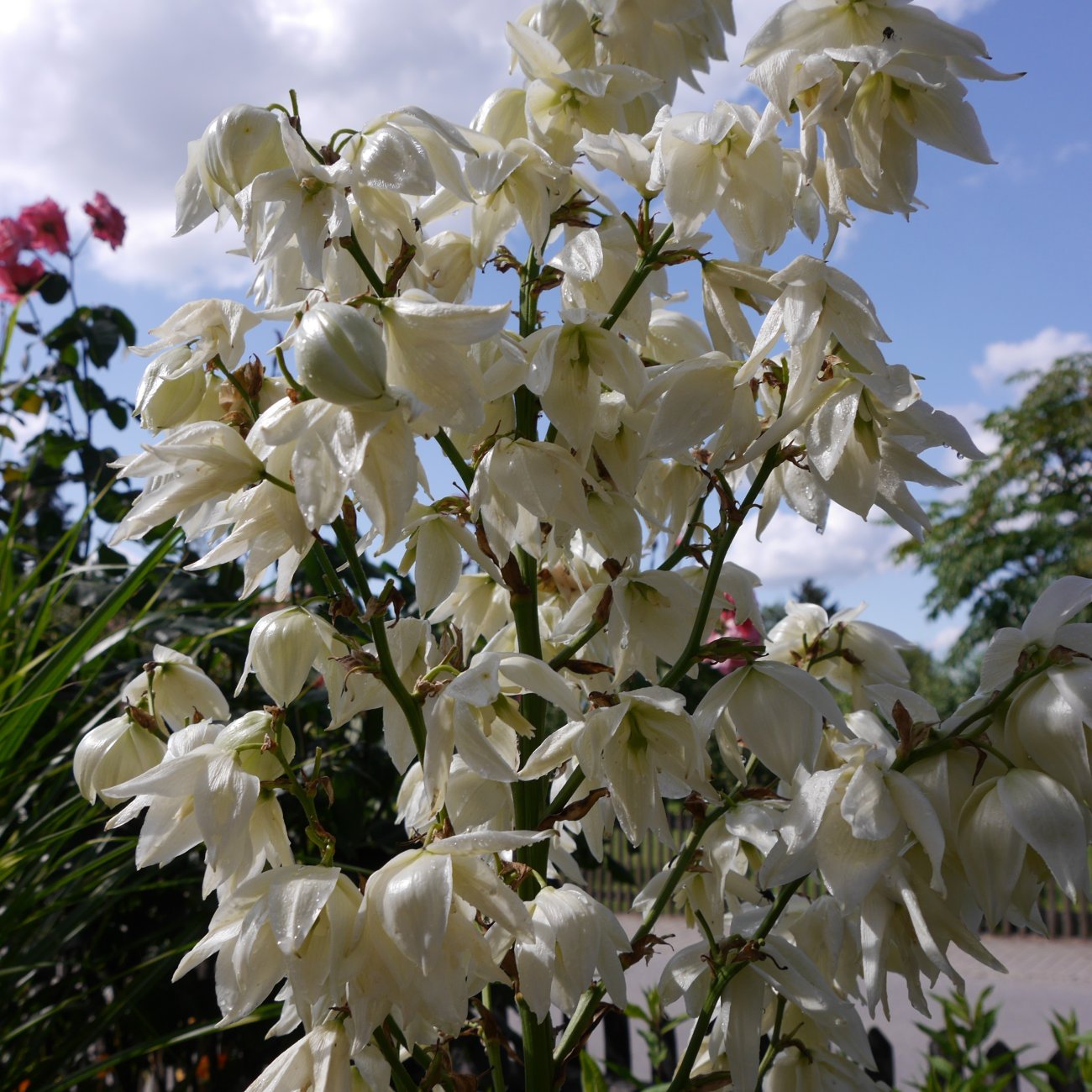 Obrázok Juka stromová (Yucca aloifolia) ´VARIEGATA´ - výška 20-30 cm, kont. C1L