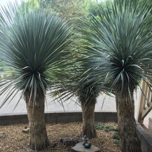 Juka (Yucca Rostrata) ´BLUE SWAN´ výška: 20-30 cm, kont. C3L (-22°C)