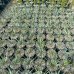 Juka (Yucca Rostrata) ´BLUE SWAN´ - výška 15-20 cm, kont. C3L (-22°C)