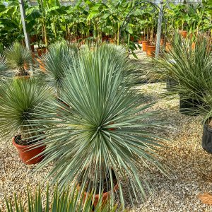 Yucca Rostrata - výška 100-120 cm, výška kmeňa: 40/50 cm, kont. C45L (-22°C) 
