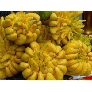 Budhova ruka (Citrus medica) - výška 150-170 cm, kont. C30L