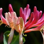 Zemolez (Lonicera Henryi) ´HENRYHO´ - výška 120-130 cm, kont. C20L - NA KONŠTRUKCII