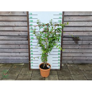 Zemolez (Lonicera Henryi) ´HENRYHO´ - výška 120-130 cm, kont. C20L - NA KONŠTRUKCII