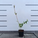 Zemolez (Lonicera Henryi) ´HENRYHO´ - výška 30-40 cm, kont. P9