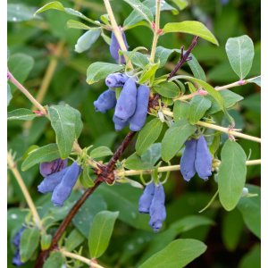 Zemolez kamčatský - Kamčatská čučoriedka (Lonicera kamtschatica) ´ZOJKA´ - skorá, výška 20-30 cm, kont.C2L