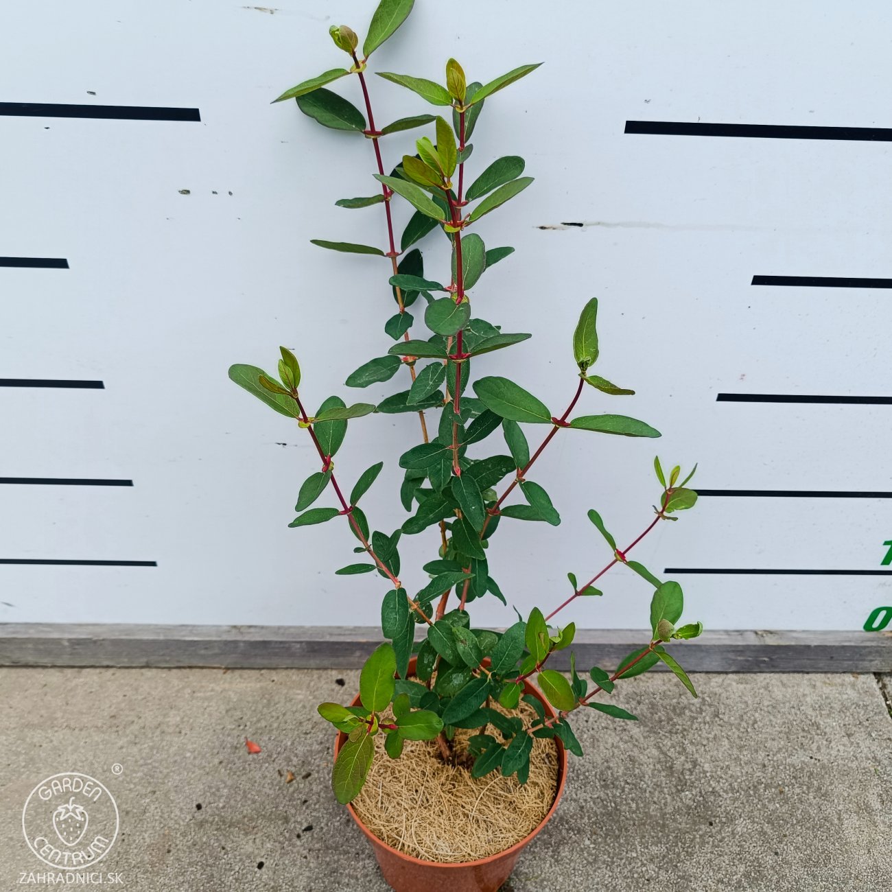 Obrázok Zemolez kamčatský - Kamčatská čučoriedka (Lonicera kamtschatica) ‘JUGANA’ - skorá, výška 30-50 cm, kont. C2L