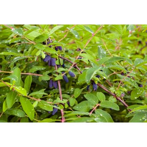 Zemolez kamčatský - Kamčatská čučoriedka (Lonicera kamtschatica) ‘LENINGRADSKIJ VELIKAN’  –  výška 30–40 cm, kont. C2L