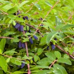 Zemolez kamčatský - Kamčatská čučoriedka (Lonicera kamtschatica) ‘LENINGRADSKIJ VELIKAN’ – výška 30–40 cm, kont. C2L