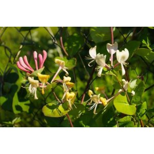 Zemolez kozí (Lonicera caprifolium) - výška 150-170 cm, kont. C3L