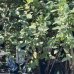 Zemolez kamčatský (Lonicera kamtschatica) ´WOJTEK´ - skorá letná 30-50 cm; kont.P11