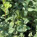 Zemolez kamčatský (Lonicera kamtschatica) ´WOJTEK´ - skorá letná 30-50 cm; kont.P11