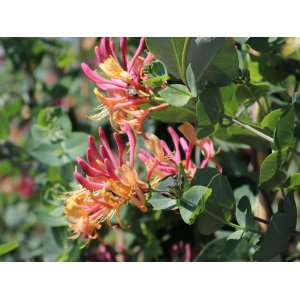 Zemolez heckrotov (Lonicera heckrottii) ´GOLDFLAME´ - výška 150-170 cm, kont.C3L