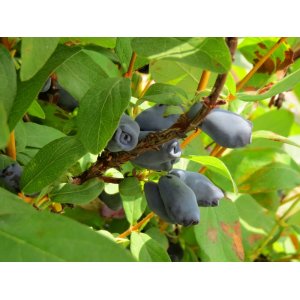 Zemolez kamčatský (Lonicera kamtschatica) ´WOJTEK´ - skorá letná, výška 20-40 cm, kont. C1L/C2L
