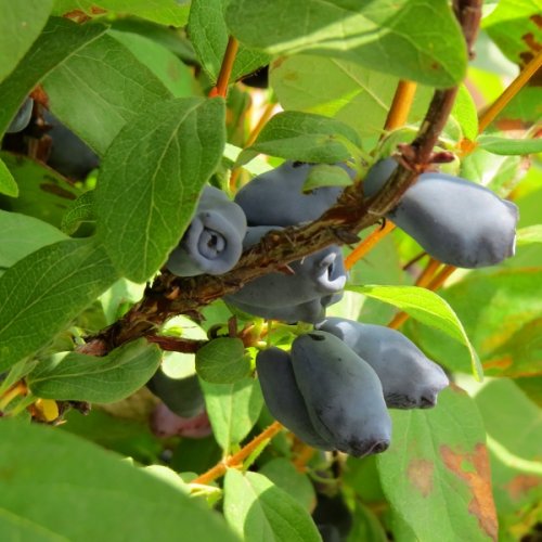 Zemolez kamčatský (Lonicera kamtschatica) ´WOJTEK´ - skorá letná 30-50 cm; kont.P11