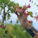 Zemolez heckrotov (Lonicera heckrottii) ´GOLDFLAME´, výška: 150-170 cm, kont.C3L