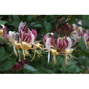 Zemolez (Lonicera Henryi) ´HENRYHO´ - výška 40-60 cm, kont. C3L