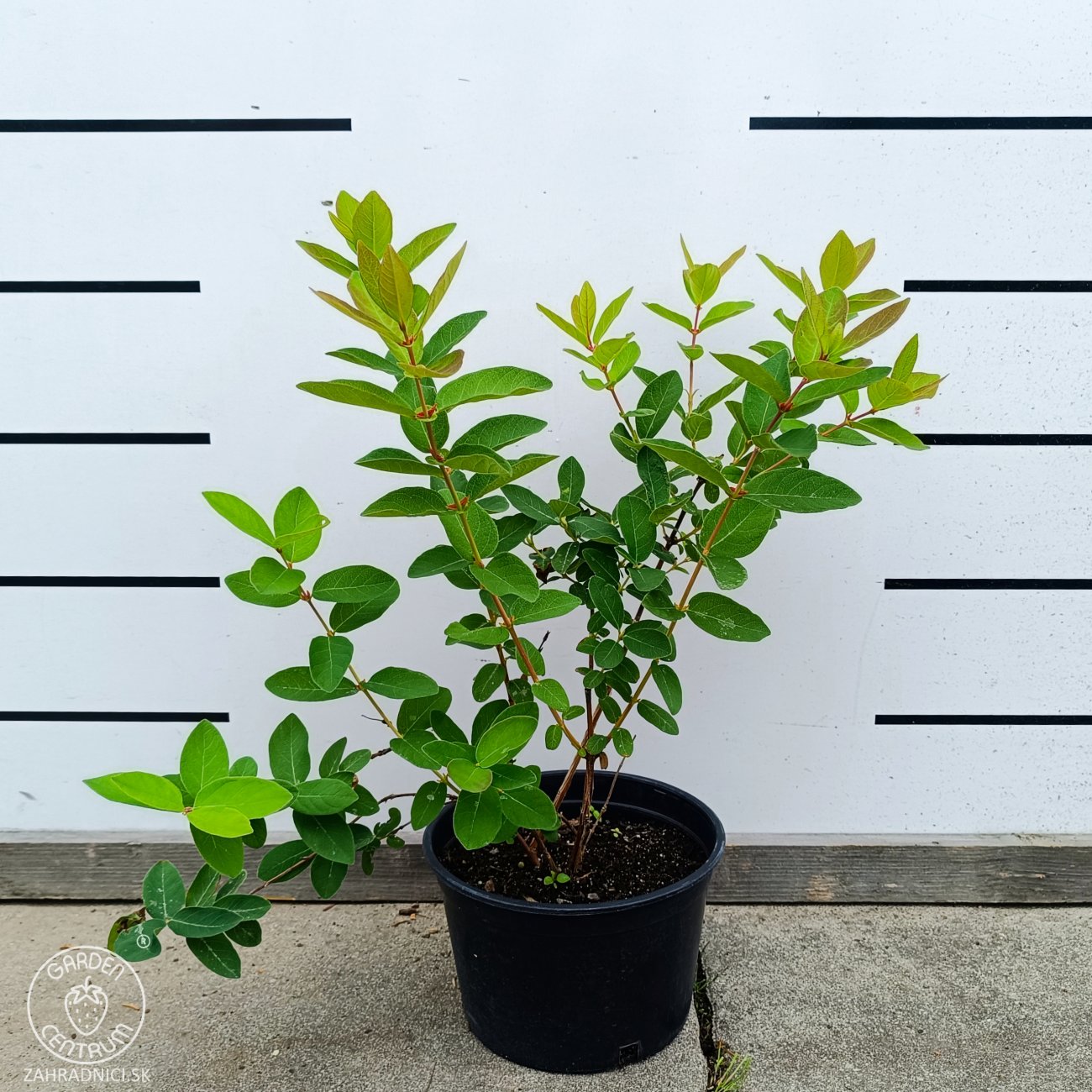 philodendron erubescens green princess Philodendron Erubescens main image 0