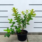 Zemolez kamčatský - Kamčatská čučoriedka (Lonicera kamtschatica) ´ZOJKA´ - skorá, výška 40-50 cm, kont. C2L