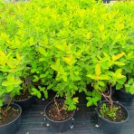 Zemolez kamčatský - Kamčatská čučoriedka (Lonicera kamtschatica) ´ZOJKA´ - skorá, výška 40-50 cm, kont. C2L