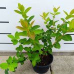 Zemolez kamčatský - Kamčatská čučoriedka (Lonicera kamtschatica) ´ZOJKA´ - skorá, výška 40-50 cm, kont. C2L